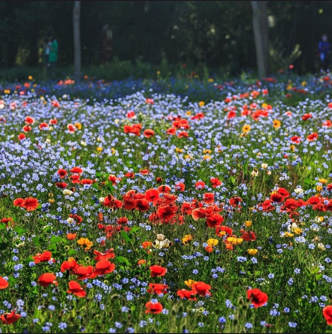 Personalized Wildflower Memorial Seed Favours